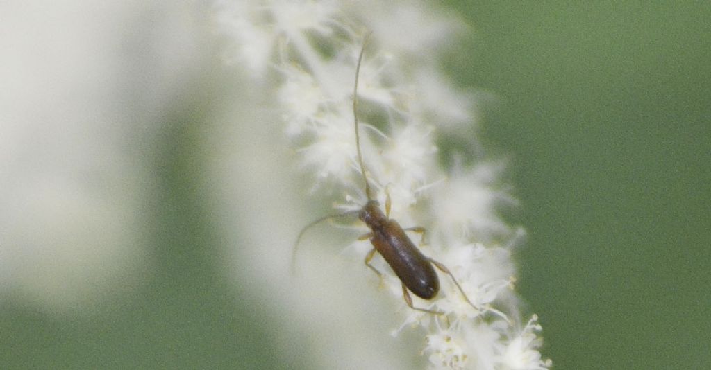 Cerambycidae: Obrium brunneum